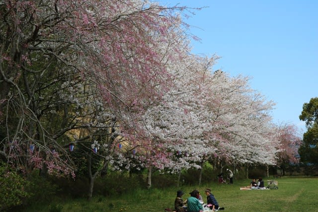いまだ健在 小見川 城山公園の桜 小見川 高橋つり具 ブログ