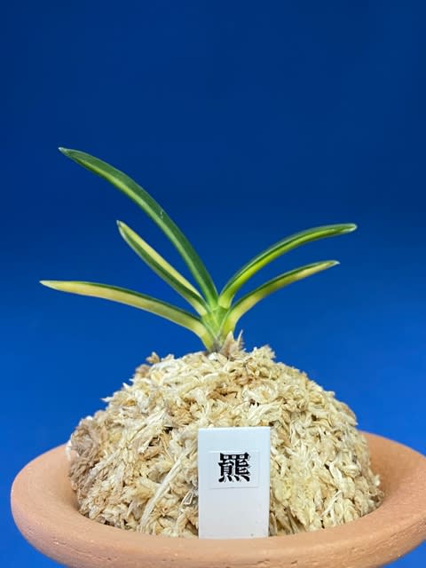 本羆 - 奥深い富貴蘭