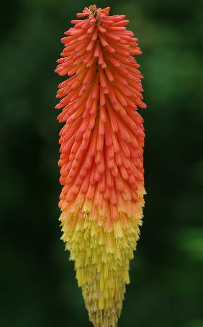 トリトマ Torch Lily の花 めいすいの写真日記