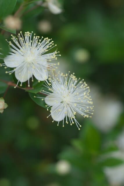 ギンバイカ 花嫁衣装のように美しく輝く花糸を持つハーブは9月21日の誕生花 Aiグッチ のつぶやき