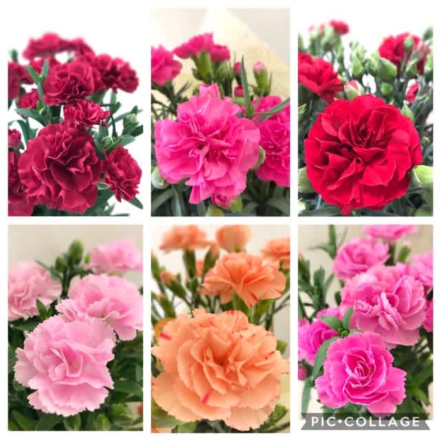 カーネーション 鉢 花のある生活 カーネーション 鉢 花のある生活