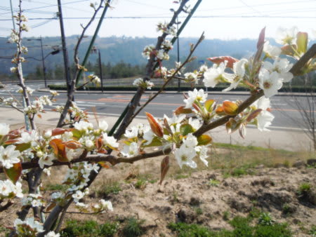 二十世紀梨の花も満開です 鳥取砂丘 砂の美術館