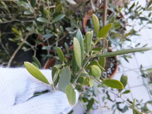 オリーブの冬越し 雪国olive