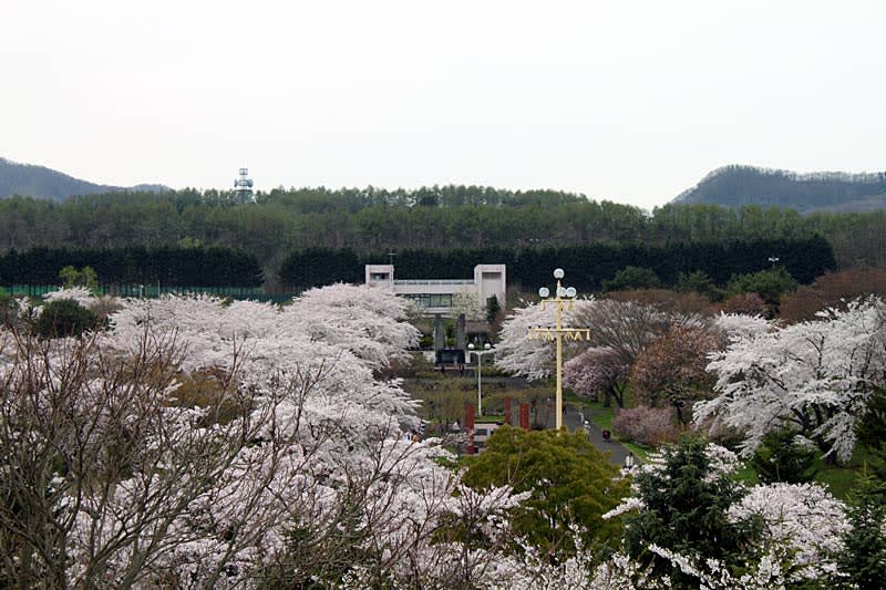 北海道森町の桜 平成２２年５月１６日 イワンの部屋