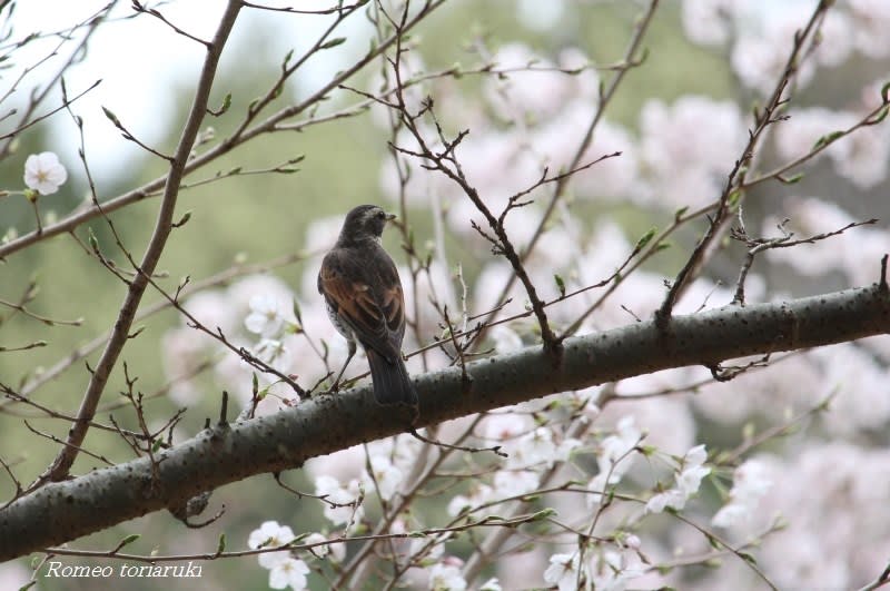 桜の花と野鳥たち - 気楽にとり(鳥＆撮り)歩き