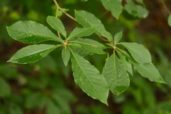 元祖 救荒植物の花 京都園芸倶楽部の元ブログ管理人の書笈