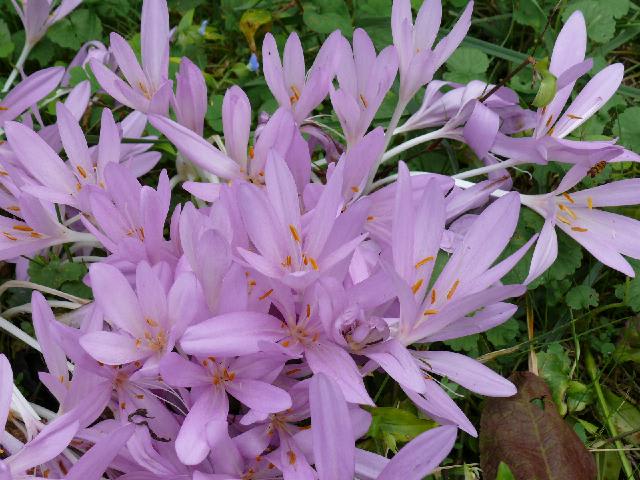 一関市東山町のコルチカム イヌサフラン Peaの植物図鑑 一関市東山町のコルチカム イヌサフラン Peaの植物図鑑