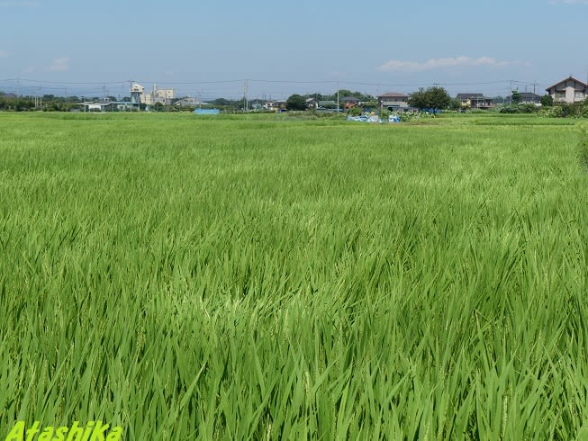 季語 青田風 風の名前 新鹿山荘控帳