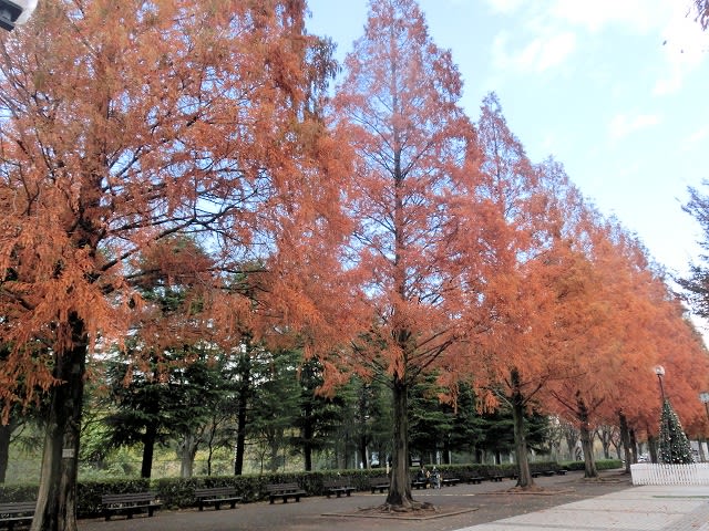 メタセコイア 曙杉 の紅葉 ホッと一息５７５