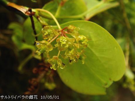 サルトリイバラの雌花 里山コスモスブログ サルトリイバラの雌花 里山コスモスブログ