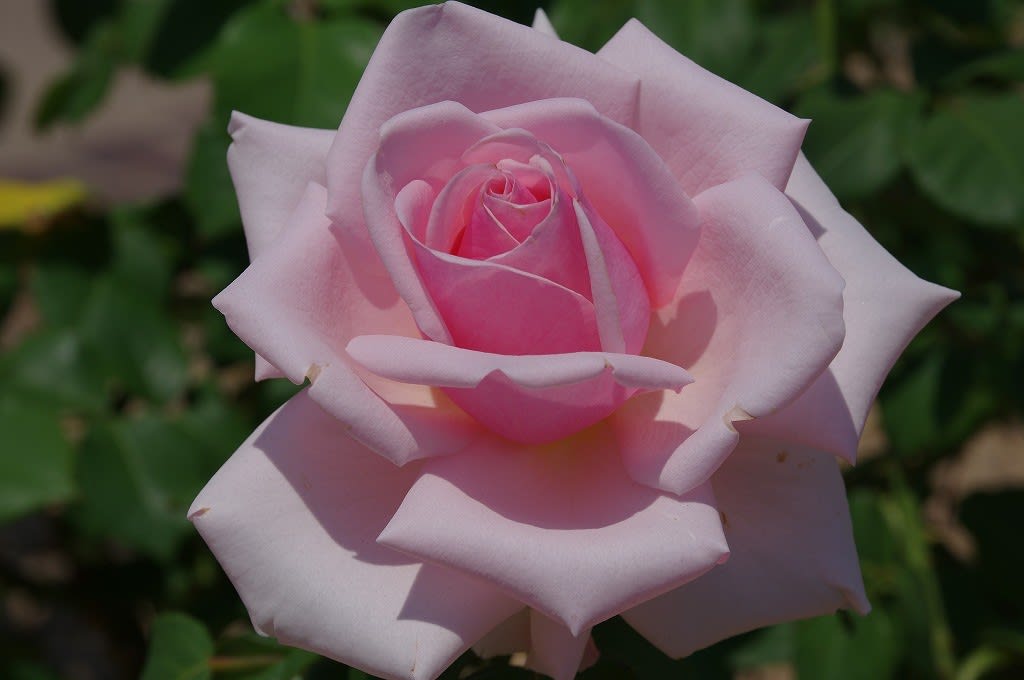 薔薇 オードリー ヘップバーン 17 05 18 ちょうせんデジカメ 薔薇 オードリー ヘップバーン 17 05 18 ちょうせんデジカメ