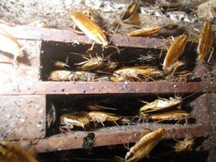 一般家庭からチャバネゴキブリが発生 害虫駆除のブログ 有限会社 タマケアビジネス 一般家庭からチャバネゴキブリが発生 害虫駆除のブログ 有限会社 タマケアビジネス