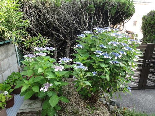 紫陽花と一才合歓の木 趣味の園芸
