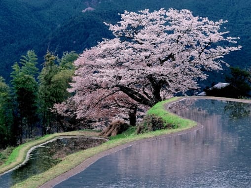 桜と棚田 三重県 津市 美杉町 三多気 日本の棚田