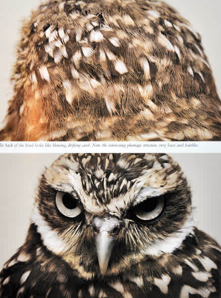  バード　owl フクロウ Amazon.co.jp: プエブコ PUEBCO バードオフジェ ARTIFICIAL