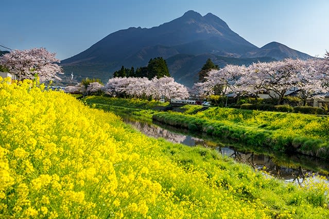 ２０１７ 湯布院大分川沿いの桜並木と菜の花 大分県由布市湯布院 おうどうもん Oudoumon People Of Hakata