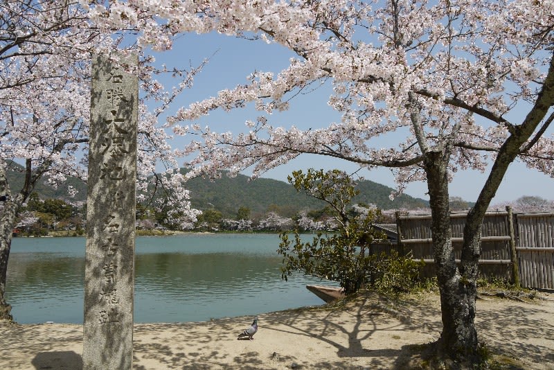 ２００９年 大覚寺の桜と南北朝の対立 ｒｏｓｓさんの大阪ハクナマタタ