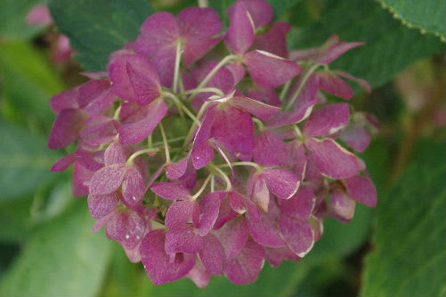 紫陽花のドライフラワー 小さな庭の花日記