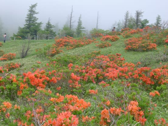 美ケ原のレンゲツツジは見頃でした 長野県松本市 古都と高原の花旅人 美ケ原のレンゲツツジは見頃でした 長野県松本市 古都と高原の花旅人