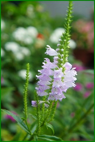 ピンクの花 Hiroの花便り