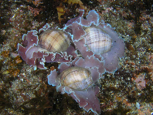海の生物 のブログ記事一覧 2ページ目 グローバルネイチャークラブのガイド日記