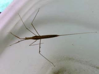 ミズカマキリ トキの舞う佐渡より 棚田のおいしいお米をお届けいたします 株 さとにわ ミズカマキリ トキの舞う佐渡より 棚田のおいしいお米をお届けいたします 株 さとにわ