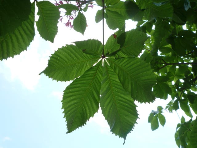 ベニバナトチノキの葉