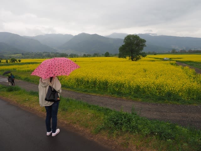 飯山市の菜の花を見てきた くびきの から情報発信 上越市のサラリーマンブログ みやっち のひとりごと