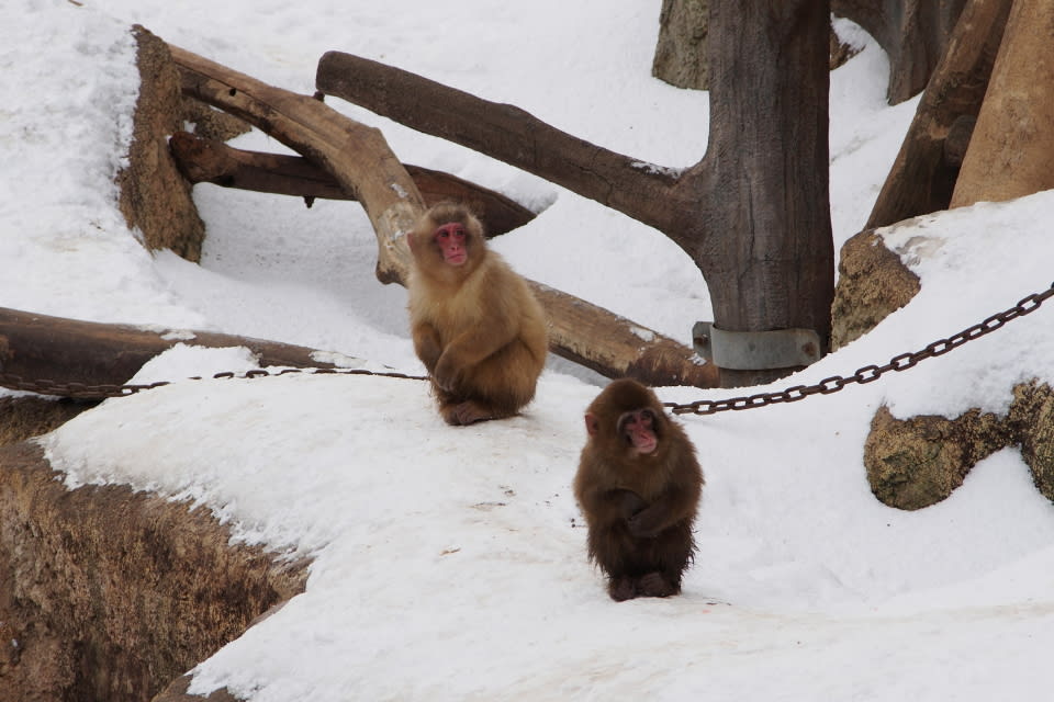 雪の動物園 猿山 やわらかい足跡