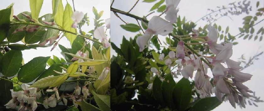 切り戻した白藤 夏藤 トキワシノブ 石化シノブ 糸繰草 Itokurisou のささやかな庭 新館 切り戻した白藤 夏藤 トキワシノブ 石化シノブ 糸繰草 Itokurisou のささやかな庭 新館