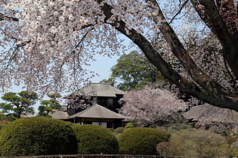 水戸偕楽園 大きな左近桜 写真で綴るすぎさんのブログ