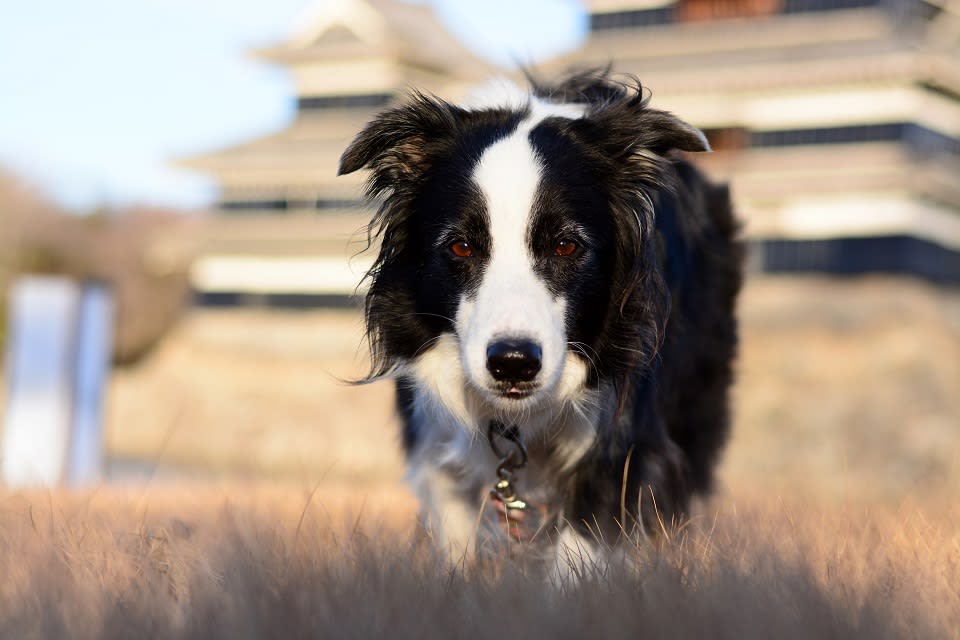 白黒の城に白黒の犬という白黒つけてみたんだけど 看板犬まあやのスットコフリー