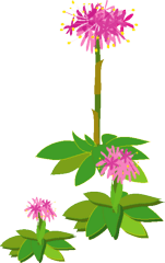 Yosigamoイラスト ショウジョウバカマはすっかり伸び上がったかな Yosigamo Sakura の いけ花ガーデニング 緑 風 陽 と 花 イラスト