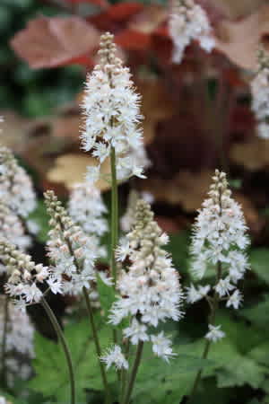 愛しのティアレアの花 小さな庭の小さな幸せ チャッピーのバラ庭より 愛しのティアレアの花 小さな庭の小さな幸せ チャッピーのバラ庭より