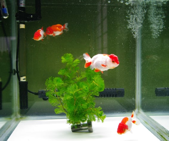 3月20日 らんちゅう 趣味のいきもの飼育雑記 3月20日 らんちゅう 趣味のいきもの飼育雑記