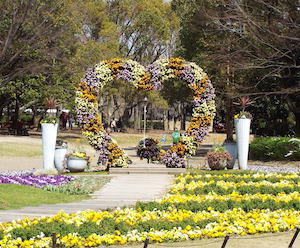 アンズ モクレンが満開 大阪市立長居植物園 訪ねて眺めてスルー そらと花と