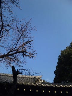 桜のつぼみ