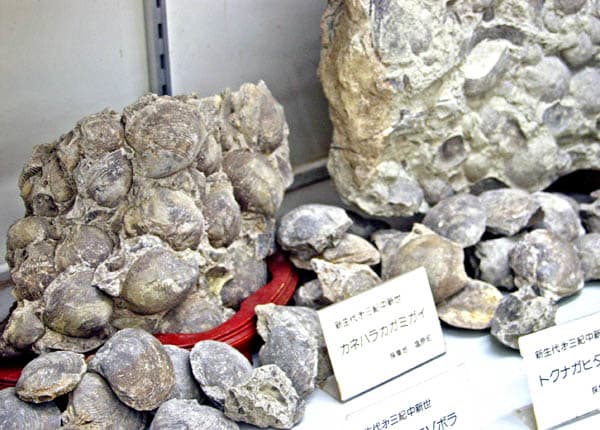 「①貝の化石」