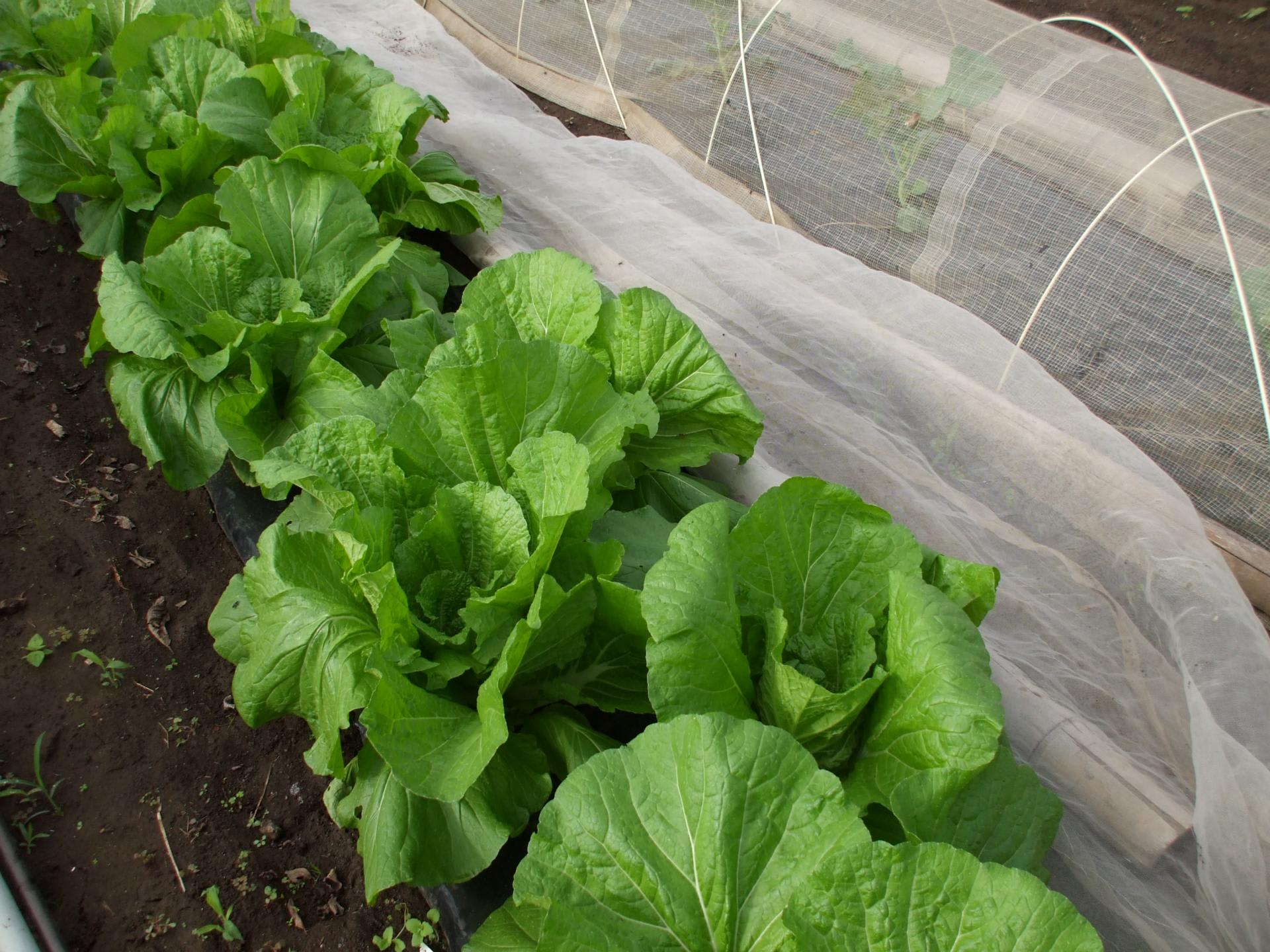 葉物野菜 生育順調 80坪の有機家庭菜園