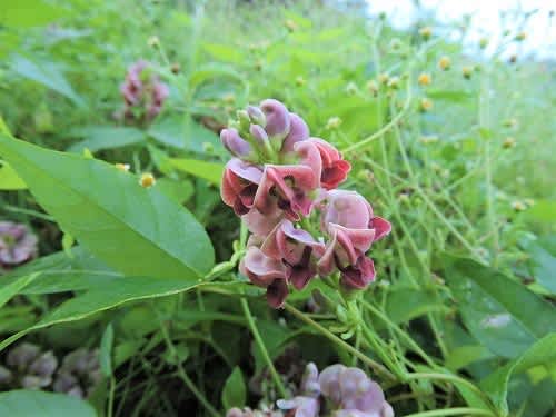 アピオスの花 誘われて 山 あ る 記 アピオスの花 誘われて 山 あ る 記