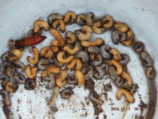 コガネムシ幼虫退治 播種 ソラマメ エンドウ つりんぼ