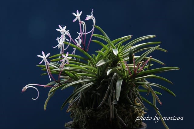 富貴蘭　猩々黄縞 猩々 - 純風満蘭 富貴蘭・風蘭ブログ 着生蘭よもやま話