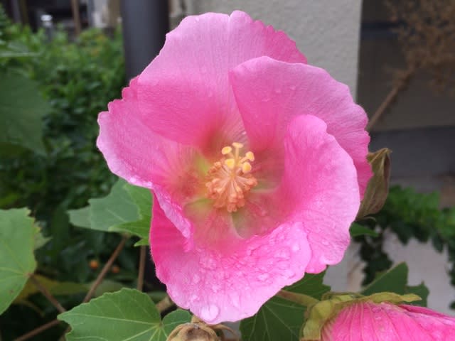 ピンクの花 デボラの長崎日記 鹿児島から長崎へ