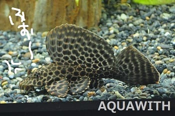 マーブルセルフィンプレコ アクアウィズのオススメ 熱帯魚