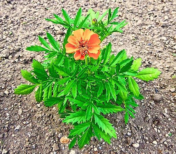 ６月23日に播種し育苗後 ７月31日に花壇に定植したフレンチ マリーゴールドが開花しました タックの庭仕事 黄昏人生残日録