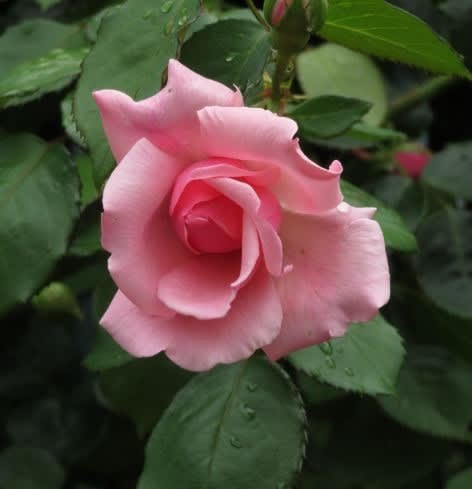 ふんわり柔らかな雰囲気のピンクのつるバラ 羽衣 春薔薇シリーズ 065 野の花 庭の花