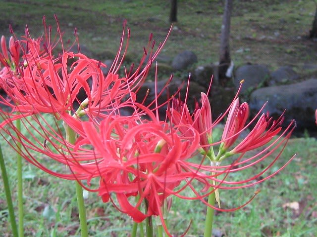 暗赤色にインパクトのある彼岸花 - 青萄ぶるう (旧名/空見たことか-空