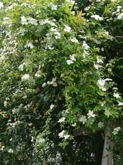白モッコウ一重 野の花ガーデンblog