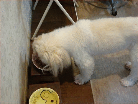 正ちゃんの毎日 のブログ記事一覧 座敷わらし犬とうさぎガーデン