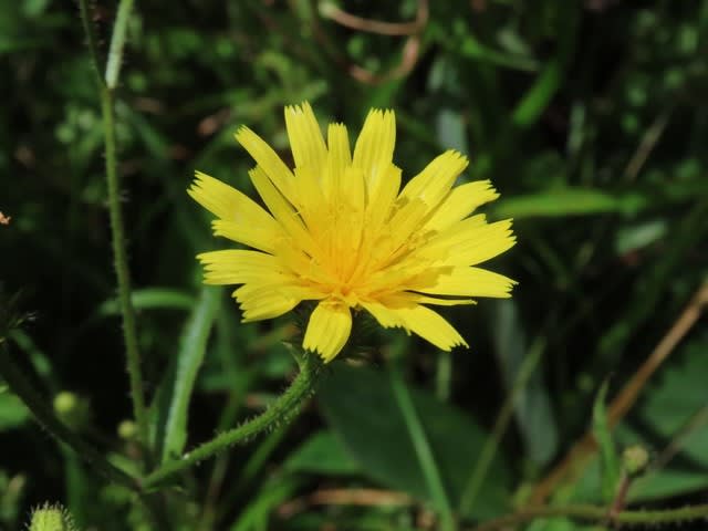 高ボッチ高原・鉢伏山の植物　コウゾリナ（剃刀菜）